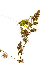Great green grasshopper / bush cricket (Tettigonia viridissima) grooming on grass flowers, Montcarra, Rhones-Alpes, France, June. meetyourneighbours.net project
