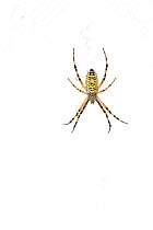 Bruennichi's orb web spider (Argiope bruennichi) on web, grassland, Cremieu, Rhones-Alpes, France, June. meetyourneighbours.net project