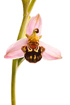 Bee orchid (Ophrys apifera) grassland, Optevoz, Rhones-Alpes, France, June. meetyourneighbours.net project