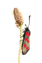 Six-spot burnet moth (Zygaena filipendulae) on plantain, Montcarra, Rhones-Alpes, France, June. meetyourneighbours.net project