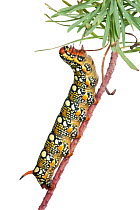 Caterpillar larva of Spurge Hawkmoth (Hyles euphorbiae) feeding on Euphorbia leaves, meadowland, Montcarra, Rhones-Alpes, France, September. meetyourneighbours.net project