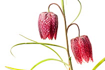 Snake's head fritillary (Fritillaria meleagris) meadowland, Isere, Rhones-Alpes, France, March. meetyourneighbours.net project