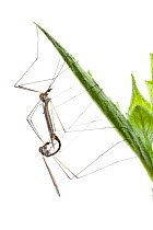 Crane flies (Tipula sp) mating, grassland, Montcarra, Rhones-Alpes, France, April. meetyourneighbours.net project