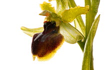 Early spider orchid (Ophrys sphedodes) grassland, Optevoz, Rhones-Alpes, France, April. meetyourneighbours.net project