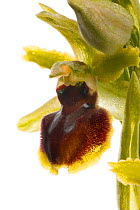 Early spider orchid (Ophrys sphedodes) grassland, Optevoz, Rhones-Alpes, France, April. meetyourneighbours.net project