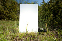 Field studio for photographing Fly orchid (Ophrys insectifera) in grassland, Optevoz, Isere, Rhones-Alpes, France, April. meetyourneighbours.net project