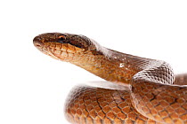 Smooth snake (Coronella austriaca) grassland, Optevoz, Isere, Rhones-Alpes, France, April. meetyourneighbours.net project