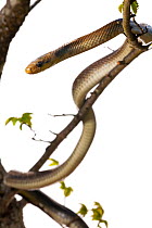 Aesculapian snake (Elaphe longissima) in tree,  grassland, Optevoz, Isere, Rhones-Alpes, France, April. meetyourneighbours.net project