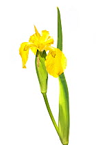 Yellow flag iris (Iris pseudacorus) wetlands, Optevoz, Isere, Rhones-Alpes, France, April. meetyourneighbours.net project