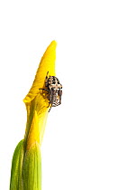 Orb web spider (Meta segmentata) on Yellow flag iris (Iris pseudacorus) wetlands, Optevoz, Isere, Rhones-Alpes, France, April. meetyourneighbours.net project