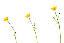 Buttercup (Ranunculus acris) flowers, composite image, grassland, Optevoz, Isere, Rhones-Alpes, France, April. meetyourneighbours.net project