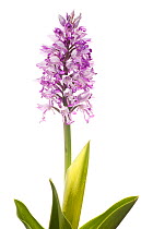 Military orchid (Orchis militaris) grassland, Panossas, Isere, Rhones-Alpes, France, April. meetyourneighbours.net project