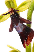 Fly orchid (Ophrys insectifera) close up of flower, Optevoz, Isere, Rhones-Alpes, France, April. meetyourneighbours.net project