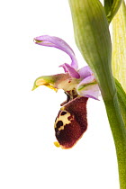 Late spider orchid (Ophrys fuciflora) grassland, Optevoz, Isere, Rhones-Alpes, France, April. meetyourneighbours.net project