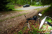 Field studio for photographing Peach-leaved bellflower (Campanula persicifolia) woodland, Savoie, France, June. meetyourneighbours.net project