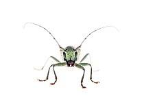 Eight point longhorn beetle (Saperda octopunctata) woodland, Montcarra, Rhones-Alpes, France, June. meetyourneighbours.net project