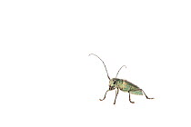 Eight point longhorn beetle (Saperda octopunctata) woodland, Montcarra, Rhones-Alpes, France, June. meetyourneighbours.net project