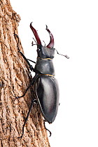 Male Stag beetle (Lucanus cervus) on tree bark, woodland, Montcarra, Isere, Rhones-Alpes, France, June. meetyourneighbours.net project