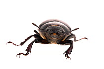 Female Stag beetle (Lucanus cervus)  woodland, Montcarra, Isere, Rhones-Alpes, France, June. meetyourneighbours.net project