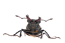 Male Stag beetle (Lucanus cervus)  woodland, Montcarra, Isere, Rhones-Alpes, France, June. meetyourneighbours.net project
