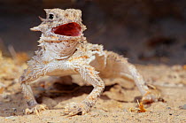 Flat-tailed Horn Lizard (Phrynosoma mcallii). Sonoran desert, El Pinacate Biosphere Reserve, northwest Mexico, July.