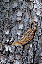 Slevin's Bunchgrass Lizard (Sceloporus slevini) against bark. Sierra de Ajos National Forest, northwest Mexico, July.