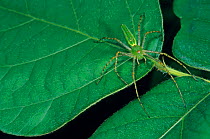 Lynx Spider (Peucetia sp.) camouflaged against leaf. Dzibilchaltun National Park, Yucatan Peninsula, Mexico, August.
