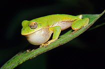Small-eared Treefrog (Ecnomyohila myotimpanum) calling. Jaumave, northeast Mexico, October.