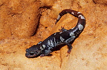 Tamaulipan False Brook Salamander (Pseudoeurycea scandens) on cave wall. El Cielo Biosphere Reserve, northeast Mexico, November.