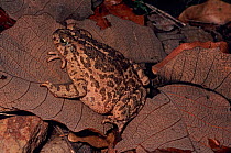 Pine toad (Incilius (Bufo) occidentalis). Huichola Sierra, western Mexico, July.