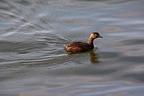 Eared / Black-necked Grebe (Podiceps nigricollis) on water. Catemaco lagoon, eastern Mexico, August.