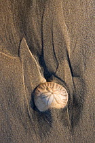 Sand Dollar (Echinarachnius parma) on beach sand. San Quintin, Baja California, Mexico, April.
