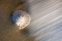 Sand Dollar (Echinarachnius parma) with water in motion. San Quintin, Baja California, Mexico, April.