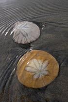 Sand Dollars (Echinarachnius parma) in shallow water. San Quintin, Baja California, Mexico.