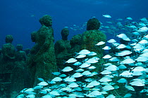 Cottonwick (Haemulon melanurum) fish among submarine statues at the MUSA Cancun Underwater Museum, a conservation project to promote the growth of coral. Isla Mujeres, Cancun National Park, Caribbean...