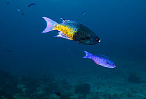 Creole Wrasse (Clepticus parrae) male (top) and female. The species is protogynous - all individuals begin life as a female and morph into a male under certain conditions. Cancun National Park, Caribb...