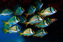 Porkfish (Anisotremus virginicus) school. Cancun National Park, Caribbean Sea, Mexico.