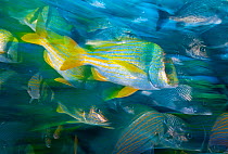 Porkfish (Anisotremus virginicus), surrounded by mixed shoal of bluestriped grunt (Haemulon sciurus), caesar grunt (Haemulon carbonarium) and sailors choice (Haemulon parra). Cancun National Park, Car...