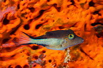 Sharpnose Pufferfish (Canthigaster rostrata). Cancun National Park, Caribbean Sea, Mexico.