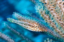 Slender Filefish (Monacanthus tuckeri) juvenile camouflaged among coral. Cancun National Park, Caribbean Sea, Mexico.