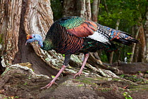 Ocellated Turkey (Meleagris / Agriocharis ocellata). El Mirador-Rio Azul National Park, Department of Peten, Guatemala.