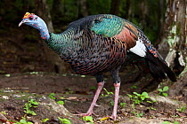 Ocellated Turkey (Meleagris / Agriocharis ocellata). El Mirador-Rio Azul National Park, Department of Peten, Guatemala.