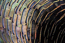 Detail of Ocellated Turkey (Meleagris / Agriocharis ocellata) plumage. El Mirador-Rio Azul National Park, Department of Peten, Guatemala.
