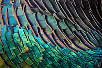 Detail of Ocellated Turkey (Meleagris / Agriocharis ocellata) plumage. El Mirador-Rio Azul National Park, Department of Peten, Guatemala.