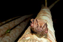 Great Fruit-eating Bat (Artibeus lituratus) roosting on trunk. Maria Madre Island, Islas Marias Biosphere Reserve, Sea of Cortez (Gulf of California), Mexico, September.