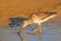 Long-billed Dowitcher (Limnodromus scolopaceus) foraging in mud. Maria Madre Island, Islas Marias Biosphere Reserve, Sea of Cortez (Gulf of California), Mexico, October.