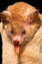 Pallas's Long-tongued Bat (Glossophaga soricina). Maria Madre Island, Islas Marias Biosphere Reserve, Sea of Cortez (Gulf of California), Mexico, June.