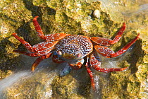 Sally Lightfoot Crab (Grapsus grapsus) feeding on caught fish. San Juanito Islet, Islas Marias Biosphere Reserve, Sea of Cortez (Gulf of California), Mexico, October.