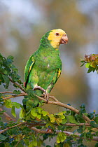 Yellow-headed Parrot (Amazona oratrix tresmariae). Maria Madre Island, Islas Marias Biosphere Reserve, Sea of Cortez (Gulf of California), Mexico, June. Endangered.