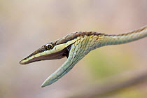 Mexican / Brown Vine Snake (Oxybelis aeneus) with mouth open. Maria Madre Island, Islas Marias Biosphere Reserve, Sea of Cortez (Gulf of California), Mexico, June.